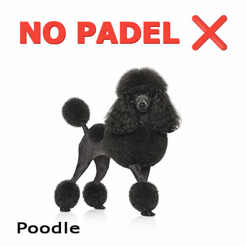 Black poodle with a “No Padel” sign humorously highlighting the difference between the dog breed and the sport